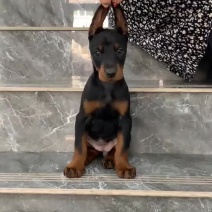 杜宾犬幼犬纯种德系美系大骨架杜宾犬活体宠物犬