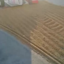 大米