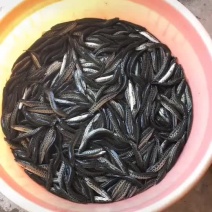 黑鱼