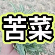 苦菜