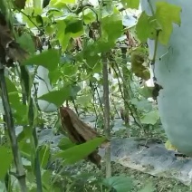 白皮冬瓜大量上市，精品冬瓜，吊冬瓜，货源充足