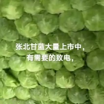 张北甘蓝大量上市中，数量大，质量优！价格低！