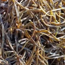 黄花菜自然晒干新货农家手工制作无硫黄花菜批发零售2022