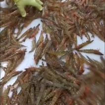 基围虾开始了，有需要的可以联系量大