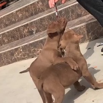比特犬幼犬纯种美国血统斗狗大体比特巨比活体犬