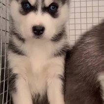 哈士奇幼犬二哈家养宠物狗双血统蓝眼哈士奇