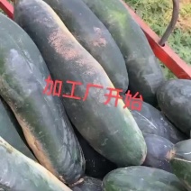 黑皮地冬瓜大量上市品质好价格优