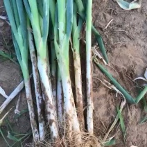 陕西长白大葱质量好