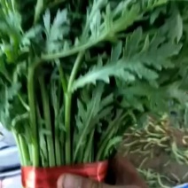 精品小吧茼蒿支持各种包装