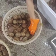 海胆