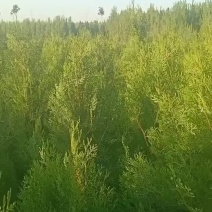 侧柏柏树1.5米至2.5米不脱腿稀植不糊枝