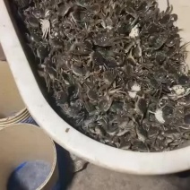 正宗盘锦稻田蟹市场代办路边摊水产店