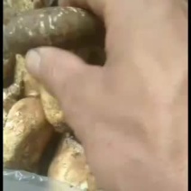 舌尖上的美味之雪域高原野生菌。