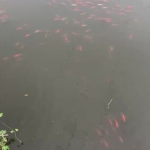 锦鲤，草金鱼，各种颜色。10以上