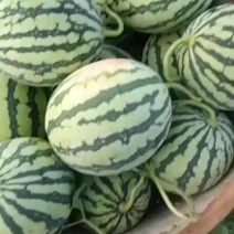 头框美都西瓜
