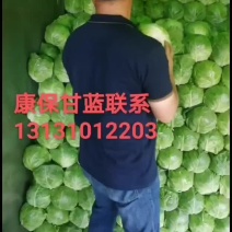 中甘甘蓝