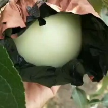 山东精品华硕苹果颜色正表光好白果青果上市了