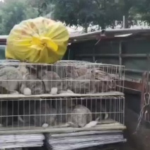改良杂交肉兔比利时