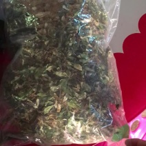 白花地胆头