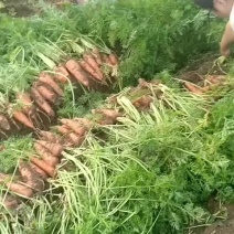 萝卜，原地通，量大，支持半挂走车