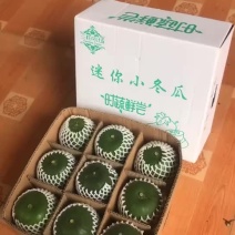 迷你小冬瓜水果冬瓜冬瓜盅进口品种大量上市