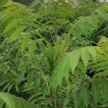香椿苗基地货源，质好价优，规格齐全欢迎来电洽谈合作