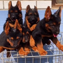 牧羊犬红狮牧羊犬放牧牛羊双血统、、、、