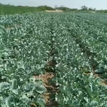 千亩优质大棚露地水果苤蓝，欢迎新老客户下单
