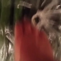 黄瓜