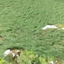 云南红河开远市碑格乡万亩藠头即将成熟上市