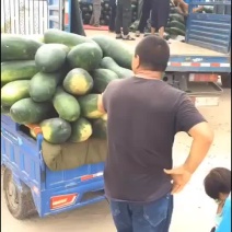 冬瓜，黑皮冬瓜，货源充足，质量保证，真诚代办，