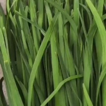 精品韭菜