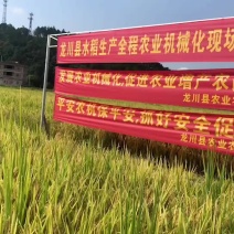 农家米/乡下米/208米/天然不打任何的土米