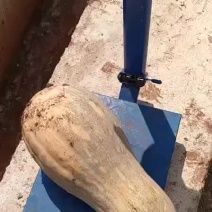 南瓜