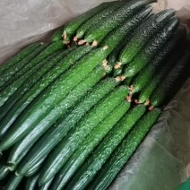 精品黄瓜，产地直发，各种级别，以质论价，可代收，代发车