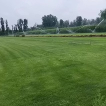 精品早熟禾草坪