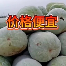 白皮冬瓜，量大，价格便宜