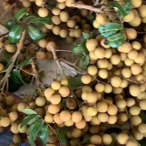 龙眼货源