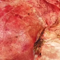 羊心肺新鲜羊心肺干货