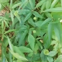 竹节参种苗