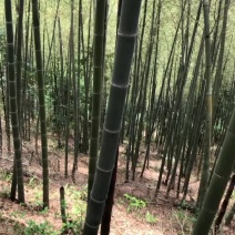 毛竹产地批发常年供应品质保证价格实惠一手货源