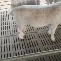 黑头杜波澳洲白怀孕母羊