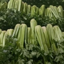 西芹