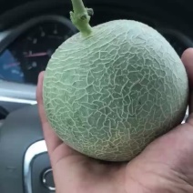 海阳网纹瓜