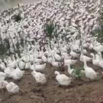 鹅，三花鹅，基地直供