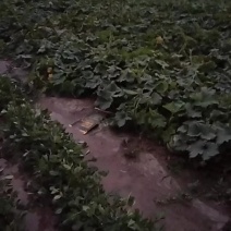 今天发个田间地头，有需要的联系