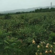 苹果