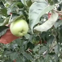 山东优质早熟华硕苹果白果青果即将上市了欢迎各地客商垂询