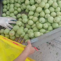 青皮核桃大量上市，产地直销，需要的联系