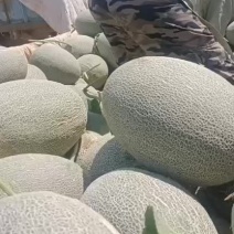 西州蜜17号